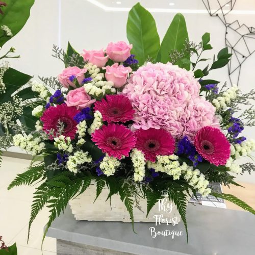 Basket Flower ‘Gaia’