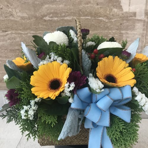 Basket flower ‘Tabitha’
